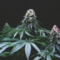 Die Blüten der Cannabispflanze eignen sich bestens zur Herstellung von CBD-Butter.